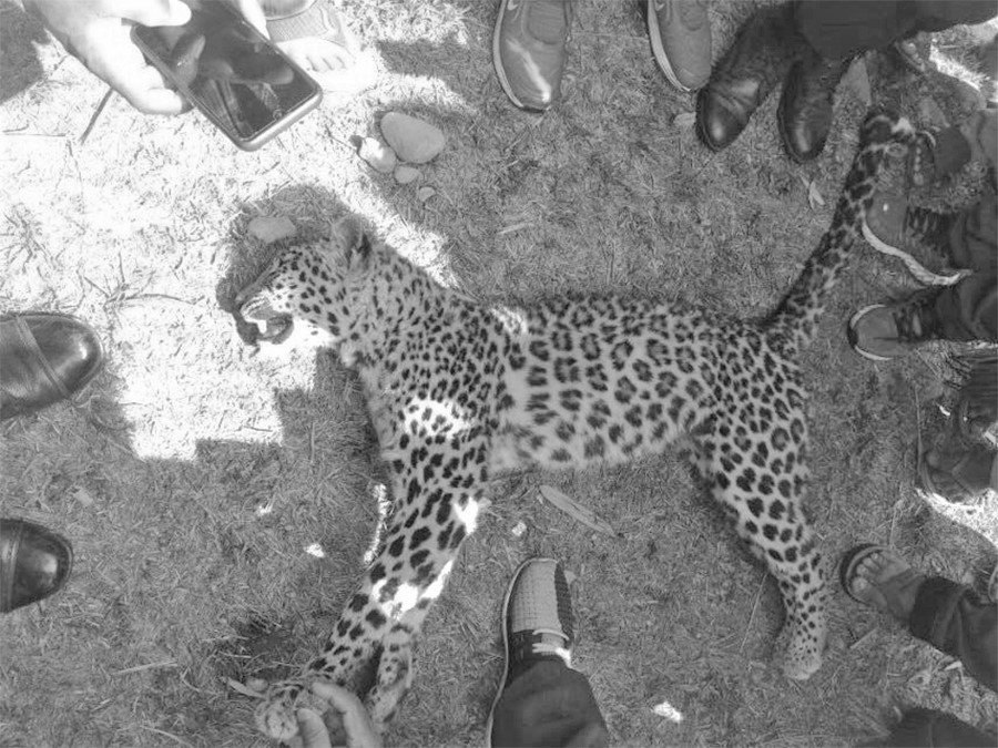 चितुवाको आक्रमणबाट पोखरामा २ जना घाइते