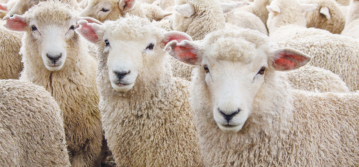 मुस्ताङमा गुणस्तर परीक्षणका लागि पश्मिनाको कच्चा पदार्थ च्याङ्ग्राको भुवा संकलन