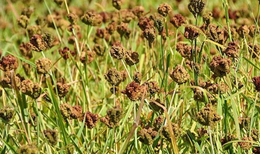 गुल्मीमा यस वर्ष कोदोको उत्पादन बढ्यो