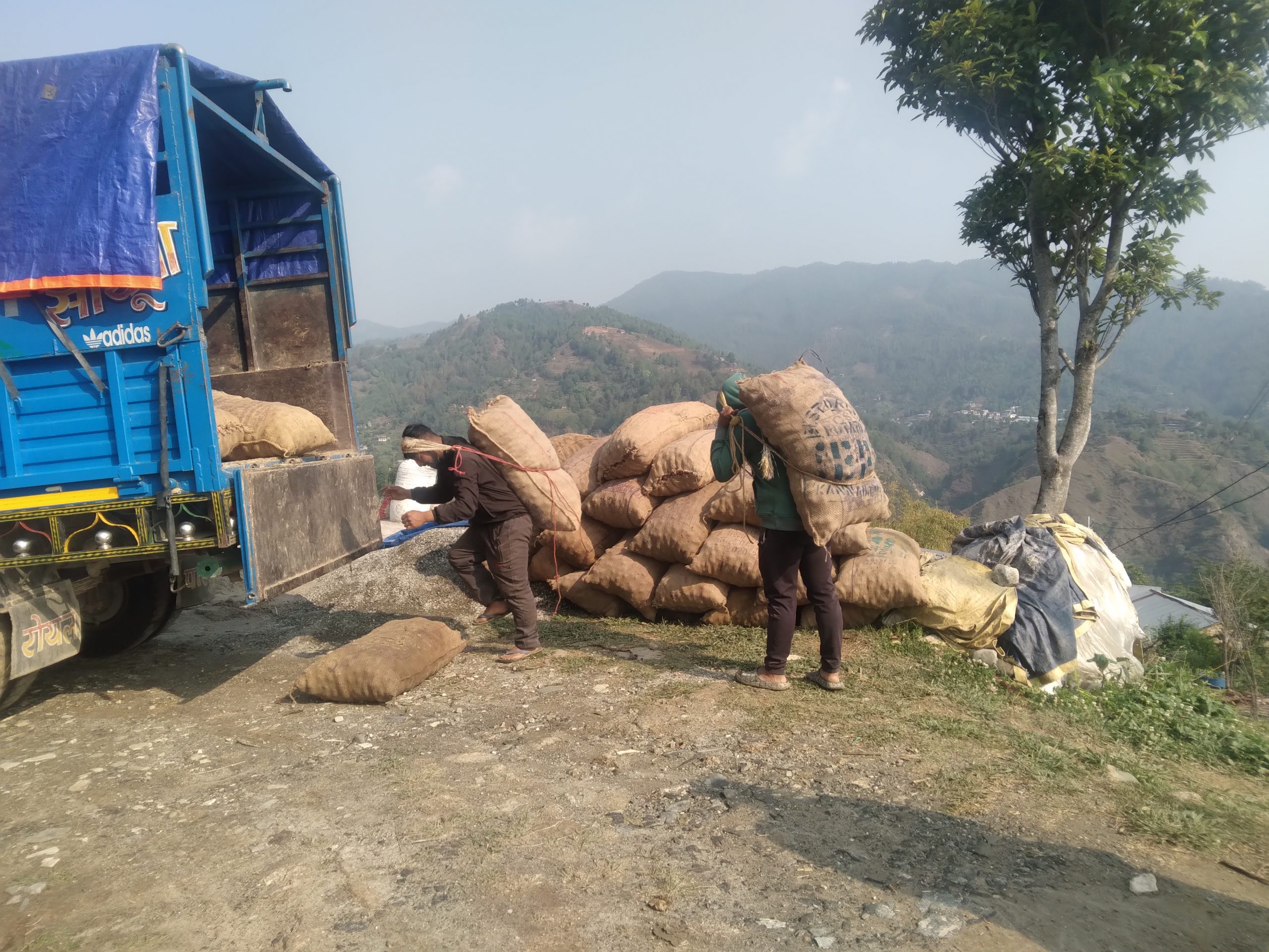 थाहानगरपालिका ५ का किसानहरुलाई आलु खन्ने चटारो