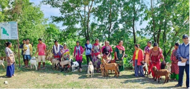 मनहरी-७ मा ४१ घर धुरी बोटे परिवारलाई उन्नत जातको बाख्रा