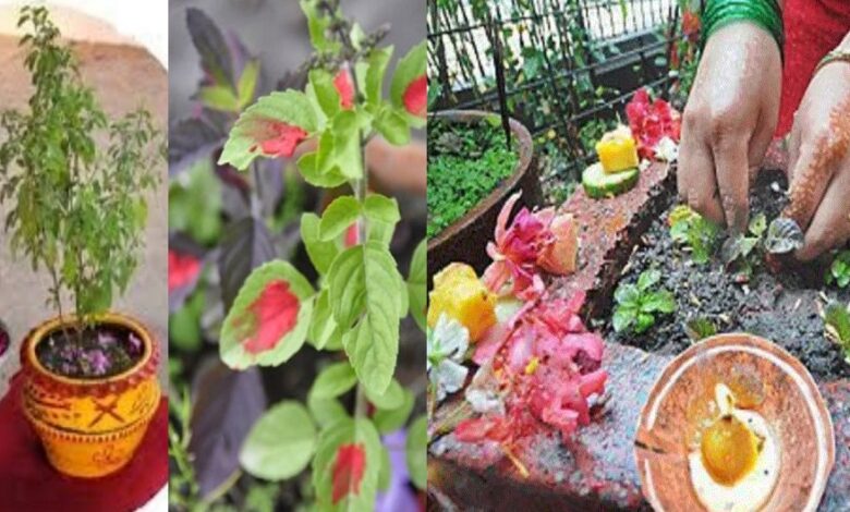 आज हरिशयनी एकादशी, तुलसीको बिरुवा सारी चार महिनासम्म विशेष पुजा गरिने