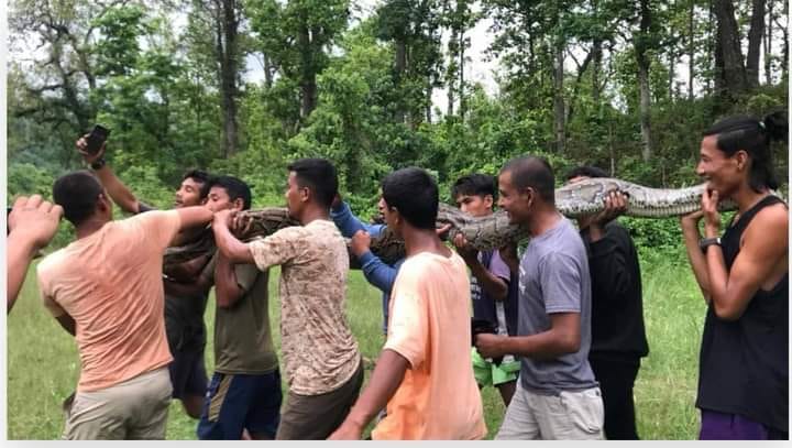 मनहरी ३मा फेला पर्‍यो साढे ३३ किलोको अजिंगर