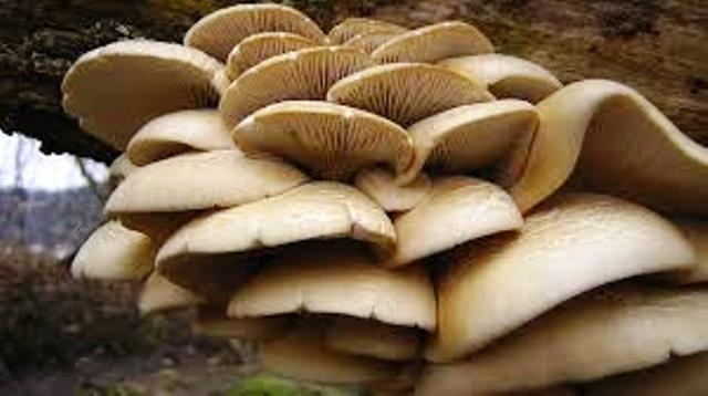 दाङमा विषालु च्याउ खाँदा दुई जना बिरामी