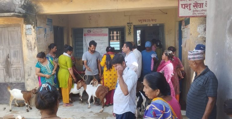 हेटौंडा ६ मा कार्यालयद्वारा वडाबासीलाई बाख्रा वितरण