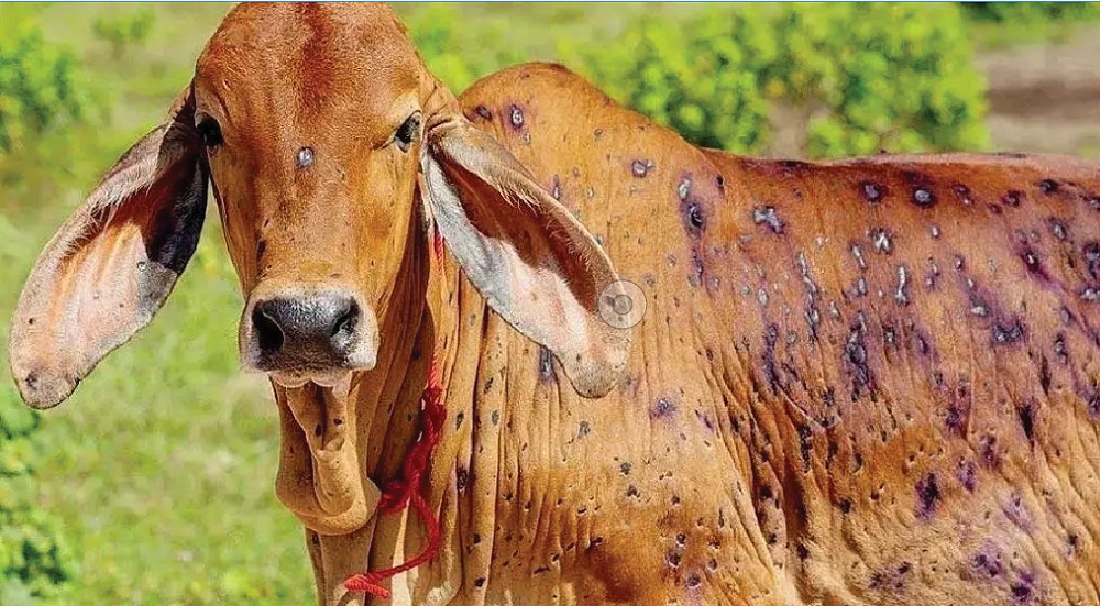 जुम्लाको करिब १२ हजारभन्दा बढी पशु ‘लम्पी स्किन’ रोगबाट सङ्क्रमित
