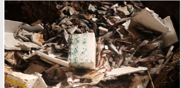 चितवनमा दुई हजार किलो माछा नष्ट