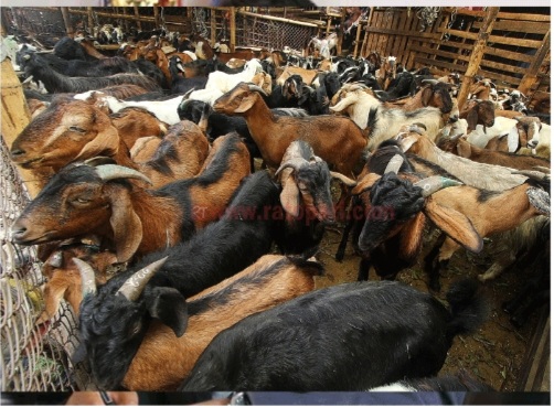 खाद्य, व्यवस्था तथा व्यापार कम्पनीले आजदेखि खसीबोका बेच्दै