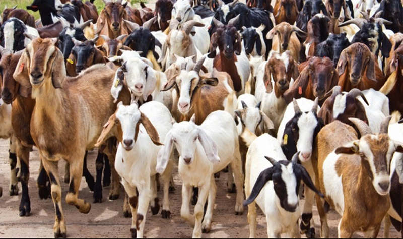 महानगरपालिकाले खसीबोकालगायत चौपायाको स्वास्थ्य परीक्षण गर्ने