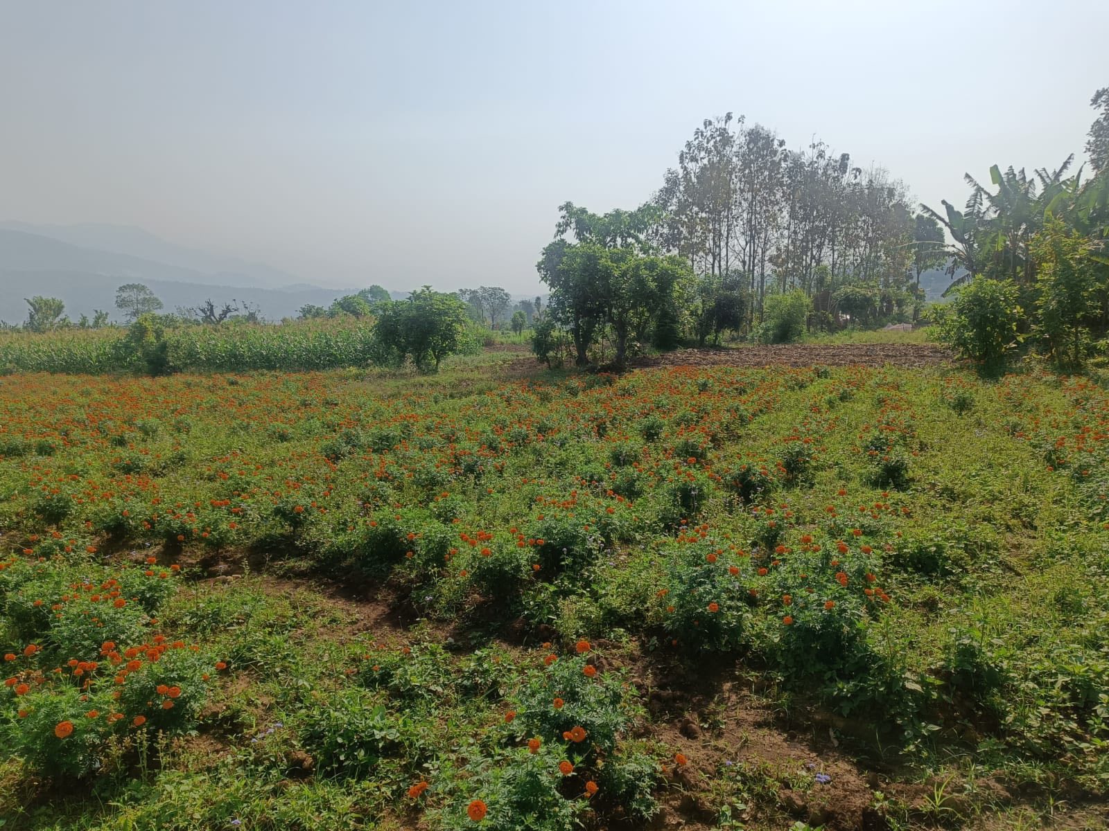 हेटौँडामा आधुनिक कृषिमा जोड: सयपत्री फूल खेतीतर्फ महिला कृषकको बढ्दो आकर्षण