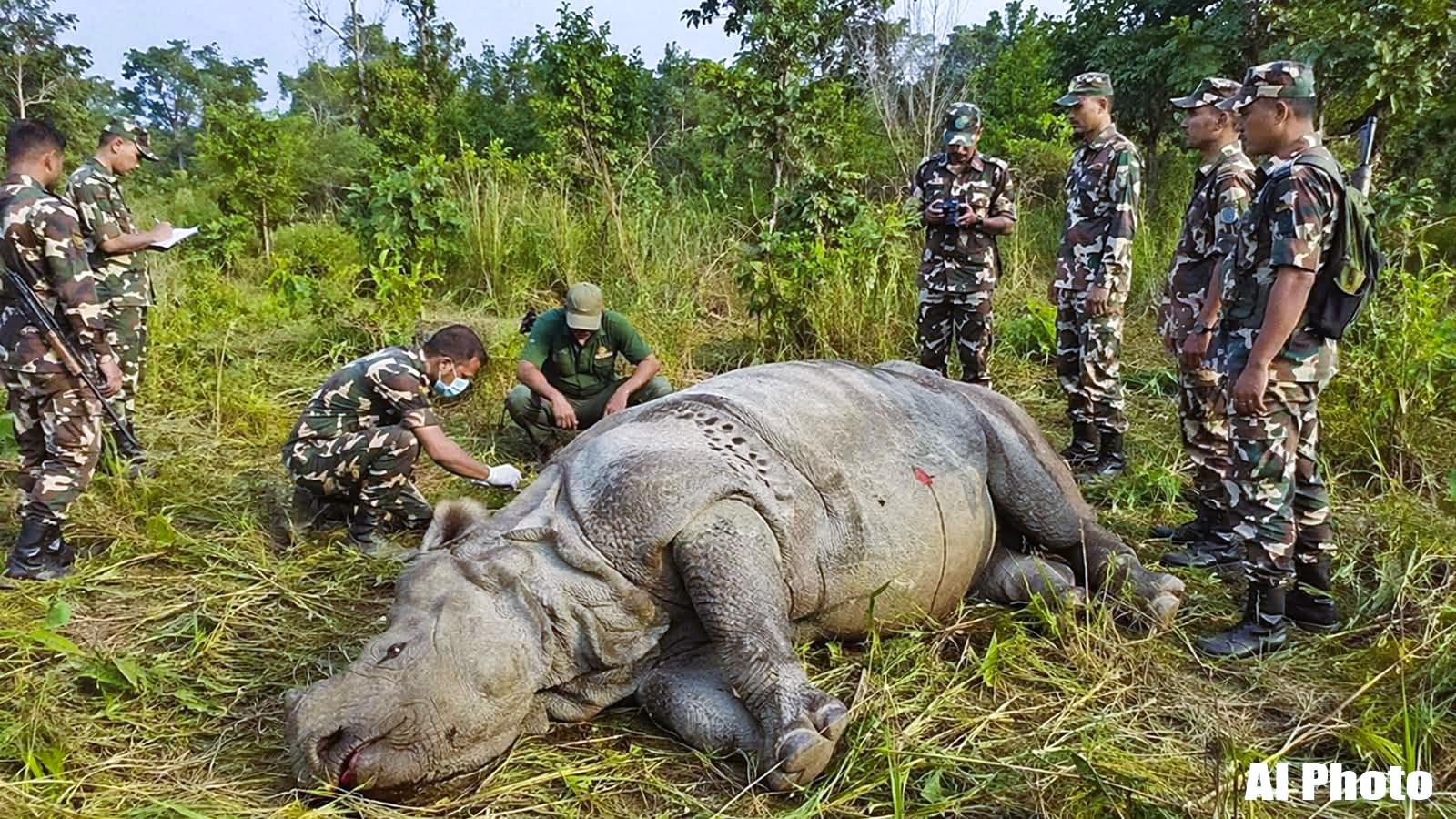 चितवनमा गैंडा–सुरक्षाकर्मी भिडन्त: आत्मरक्षाका क्रममा गोली लागेर पोथी गैंडाको मृत्यु, एक सिपाही घाइते